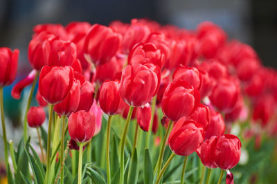 Close-up of red tulip flowers on field