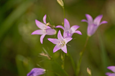 Close-up of pink flowering plant