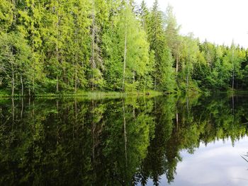 Scenic view of lake in forest