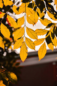 Close-up of yellow maple leaves against blurred background