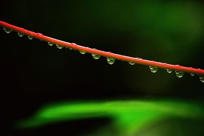 Close-up of water drops on leaf