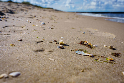 Close-up of shells on sand at beach against sky