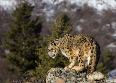 Snow leopard on rock at mountain