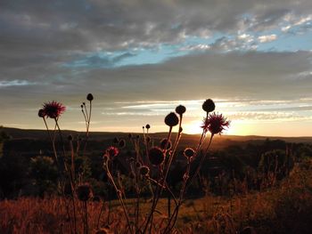 Plants growing on field against cloudy sky