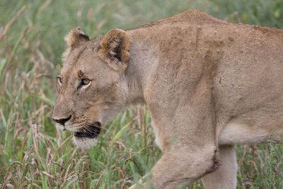 Close-up of lion