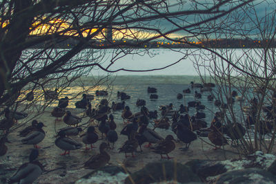 Scenic view of lake by trees