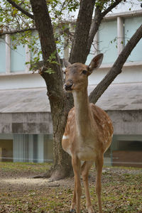 Deer standing on tree trunk