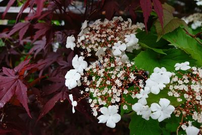 Close-up of white flowers