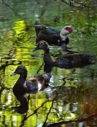 Ducks in lake