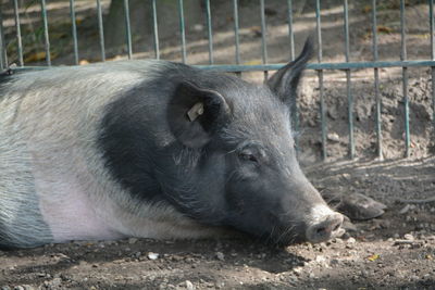 Pig resting on field