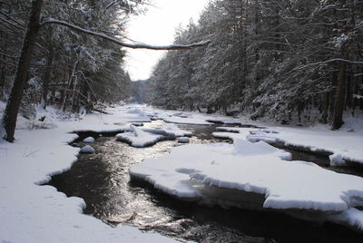 Snow covered trees in forest