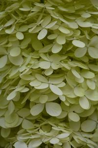 Full frame shot of white flowering plant