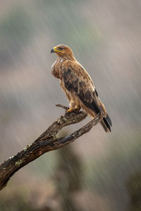 Tawny eagle in profile on wet branch