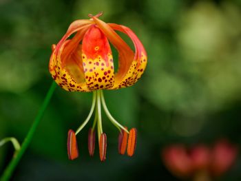 Close-up of orange martagon lily  flowering plant. 