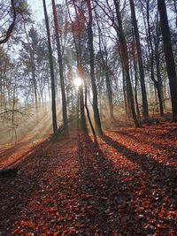 Sunlight streaming through trees in forest during autumn