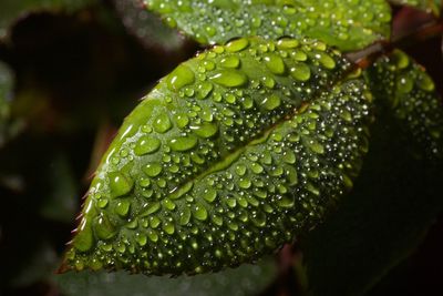 Close-up of wet plant leaves during rainy season