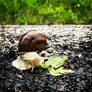 Close-up of snail on ground