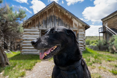 Black dog looking away