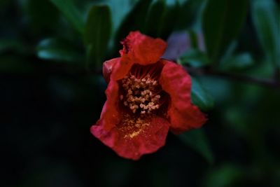 Close-up of red rose flower