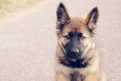 Close-up portrait of dog