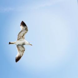 Low angle view of seagull flying against clear sky