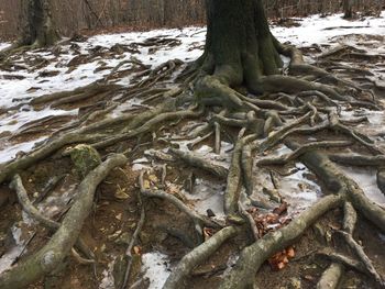 Low section of tree roots