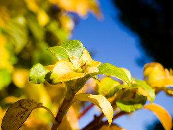 Close-up of yellow butterfly on plant