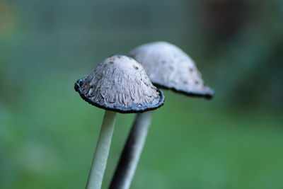 Close-up of mushroom growing outdoors