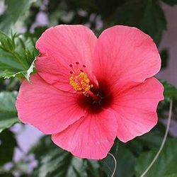 Close-up of red hibiscus flower