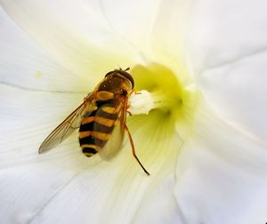 Close-up of bee on flower