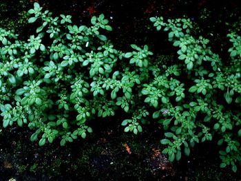 High angle view of flowering plants on land