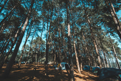 Low angle view of trees in forest