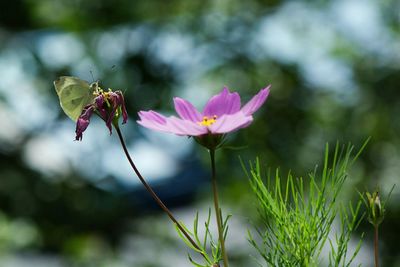 Close-up of bee on pink flower