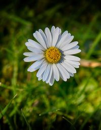 Close-up of white daisy flower on field