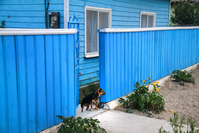 Dog on blue floor