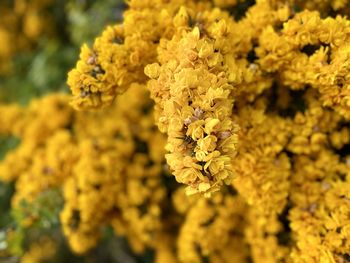 Close-up of yellow flowering plant