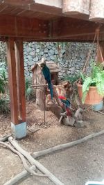 View of bird perching on wood