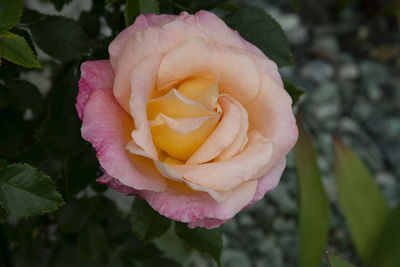 Close-up of rose flower