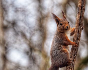 Close-up of squirrel on branch