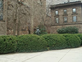 Plants growing in front of building