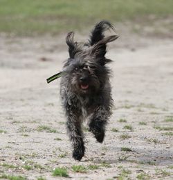 Portrait of dog running on field