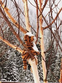 Close-up of frozen tree against sky during winter