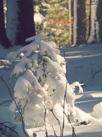 Close-up of snow on tree