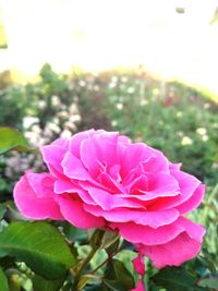 Close-up of pink rose flower