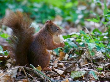 Close-up of squirrel sitting outdoors