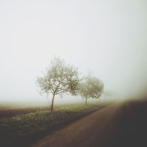 Trees on field in foggy weather