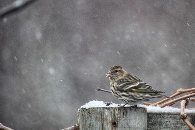 Bird perching on a wood