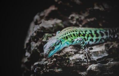 Close-up of lizard on rock