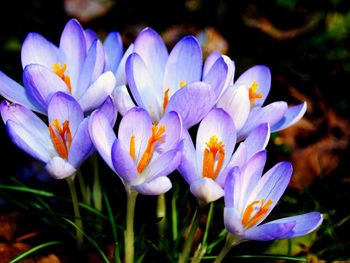 Close-up of purple crocus flowers on field