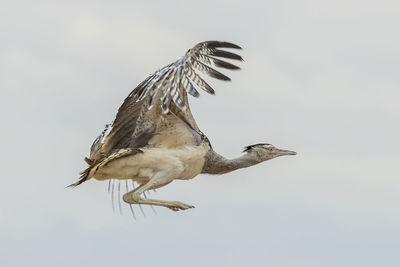 Low angle view of bird flying